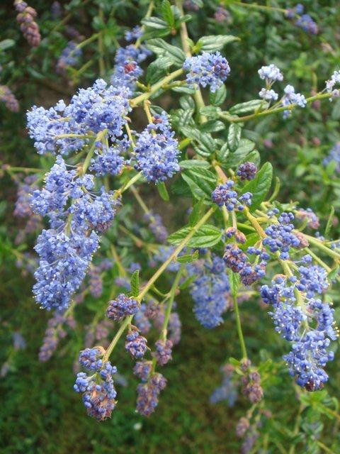 Ceanothus thyrsiflorus 'Cascade' P19 (2)